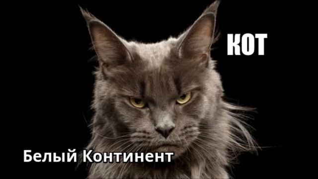 БЕЛЫЙ КОНТИНЕНТ -    КОТ (Е.Федосеев)