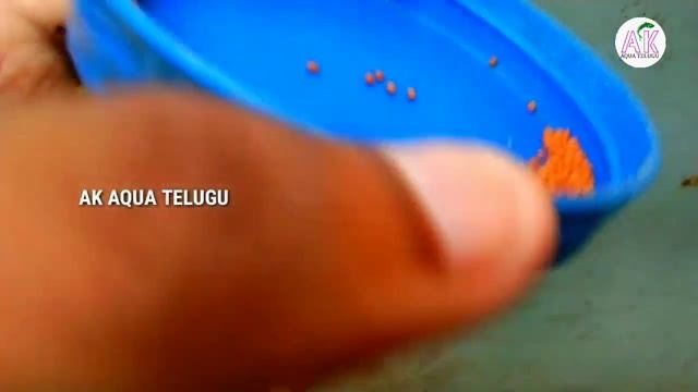 #fishfood#taiyofishfood#optimumfishfood Taiyo vs optimum food advantages & disadvantages telugu