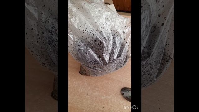 We grow oyster mushrooms at home. Part 1. #mushroomsathome #oystermushrooms Выращиваем вёшенки дома.