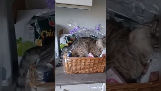 коты кошки 😾 мышки 🐭 для 🚹 тебя ❣️ тоже