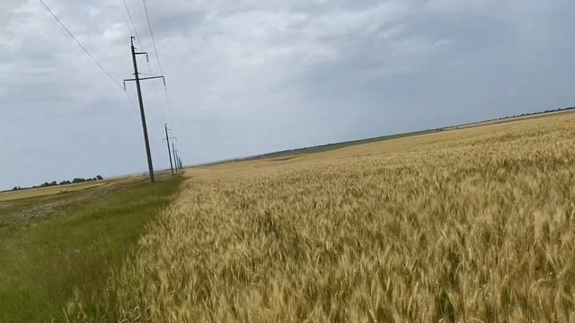 Обкос озимой пшеницы 2023