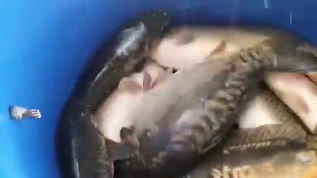 Зарыбление КРУПНЫМ карпом малого водоёма