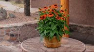 Cottage Farms 2-piece Sombrero Adobe Orange Coneflowers on QVC