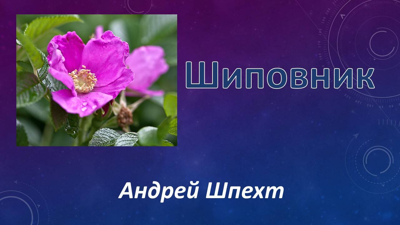 Шиповник. Андрей Шпехт