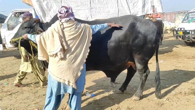 Hashim Nay Heavy Jin Kitny Ka Dia? | Multan Cow Mandi 15 January 2023 Update | @SSTvs