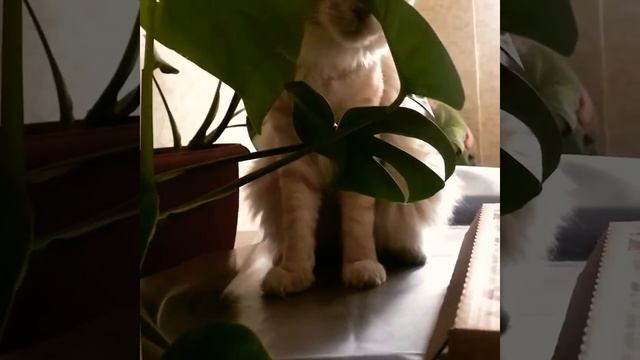 Любимый цветочек Лёвы 🐈
