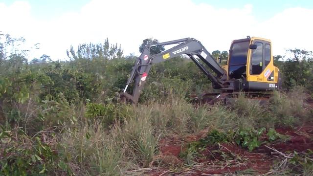 VOLVO EC55B PRO EXTRAINDO PÉS DE CAFÉ NO NORTE DO ES