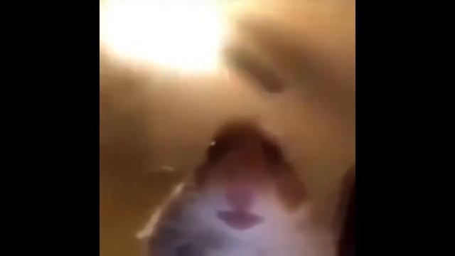 вам звонит хомяк