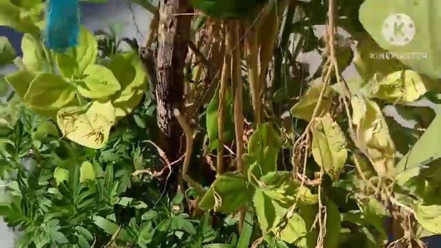 1721 -Smart gardening me pot ki mitti htaye bina new plants ready karna, Kalonji/Nigella ko harvest