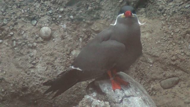 Inca Tern (Larosterna inca) bird - very close up