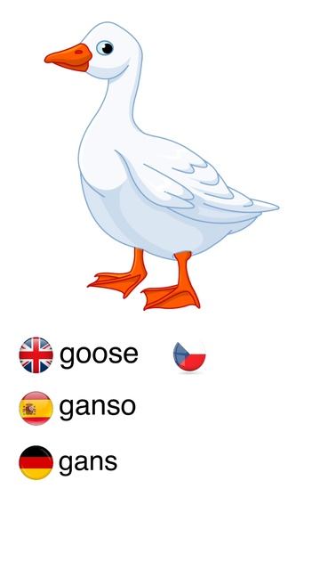 goose / multilingual / Learn with me / #study #Languages #Ukrainian, #English #Spanish #deutsch