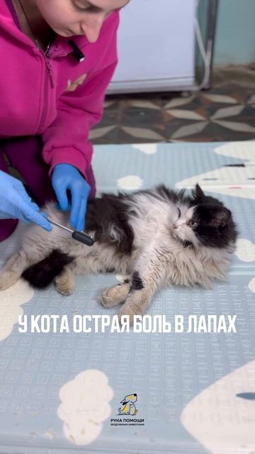 Котика Пантиака каждую секунду проследует боль.   Поддержать⬇️