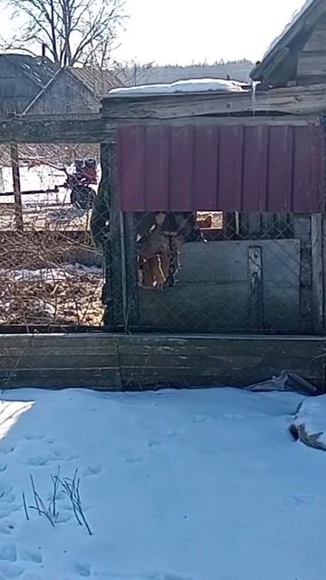 КАКАЯ ЗЛАЯ СОСЕДСКАЯ СОБАКА #dog #animals #животные #хочуврек