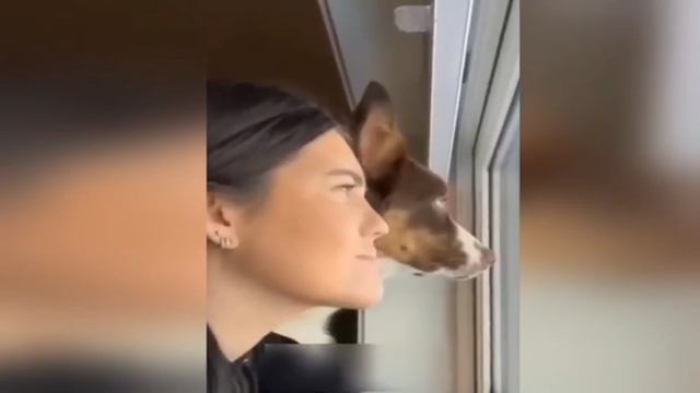 Хорошее настроение со смешными котярами
