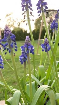 🌺 Grape Hyacinth🌺 #gardening #gardener #garden #spring #flowers #hyacinthflower