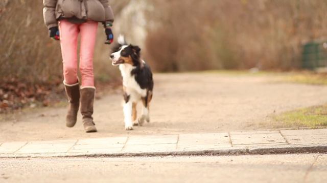 » Australian Shepherd Romy « | 2 YEARS ♥