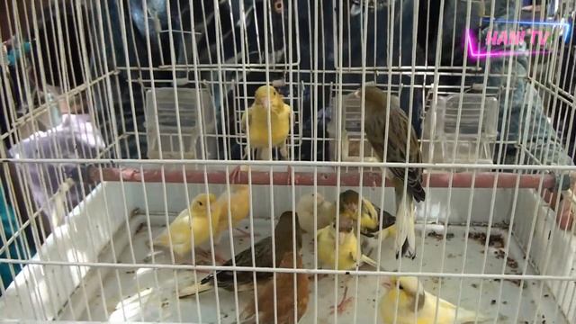 Lalukhet Exotic Parrots and Rare Birds Market Karachi 28-4-2024 Latest Update in Urdu | سوق الطيور