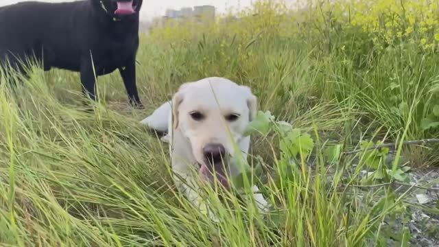 Лучшее обучающее видео о животных для детей и малышей