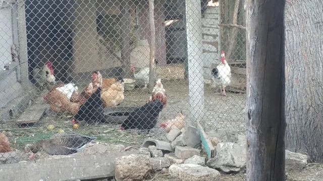 🔥🔥🔥ГУСКА І дикий ГУСАК серед куриного царства 👣на пташиному подвір'ї 🐣🦆🐔🐓