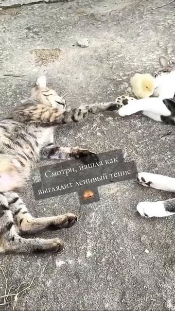 Мы в ВК https://vk.com/life_of_cats