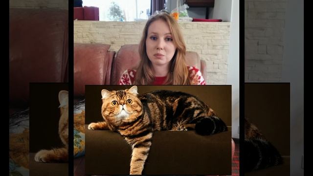 Экзотическая короткошерстная кошка