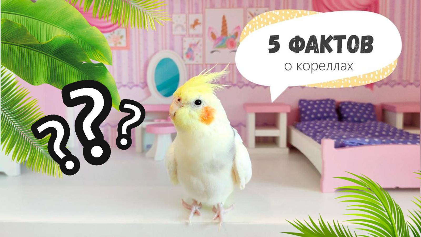 5 фактов о кореллах