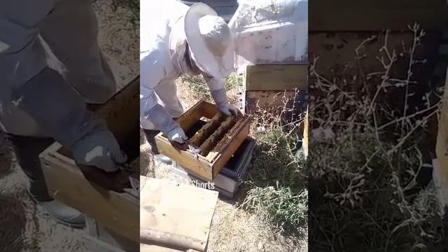 Honey production.mp4