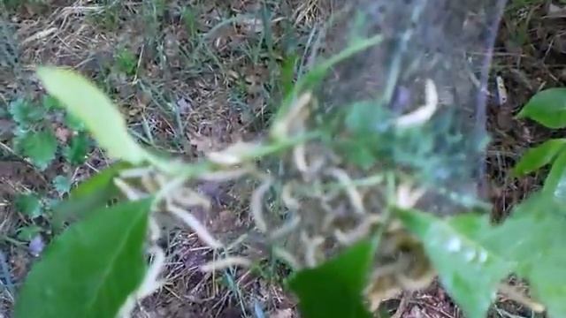 вредители леса и кукушка