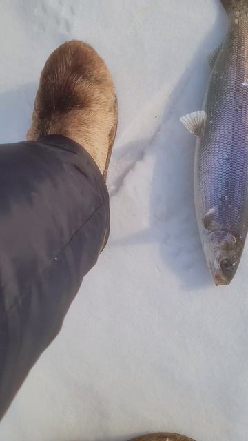 РЫБАЛКА 🎣 В ПОЛНОМ РАЗГАРЕ