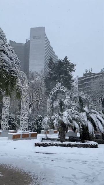 Пальмы в снегу! Необычное явление в Сочи 6ой день снегопада февраль 2025 #недвижимость #инвестиции