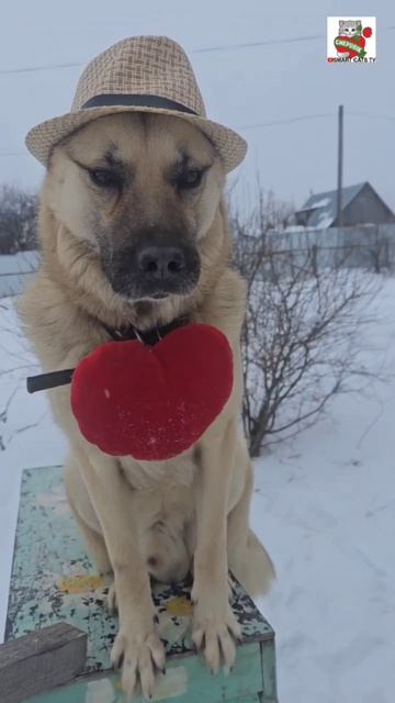 Здравствуй Настюня Здравствуй Баксик 😻❤️🐶