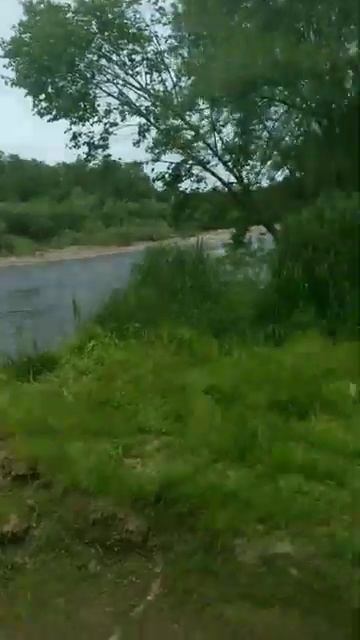 Тайга, пасека, Амурский полоз.