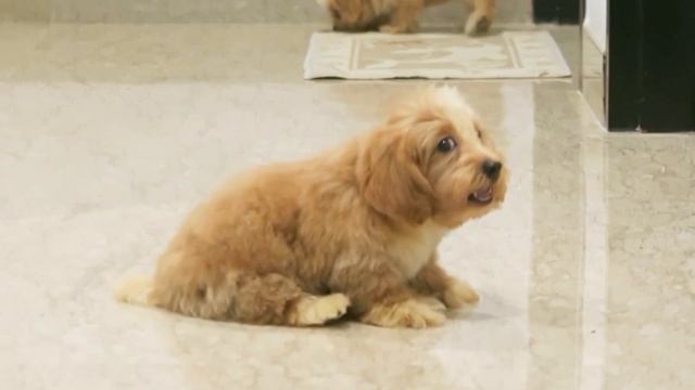 Extra Fluffy Maltipoo Puppy Looking Like A TEDDY BEAR! 🐻