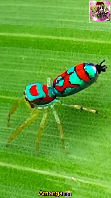 jumping spider species #jungleanimal #forestanimal #spider #nature  animals