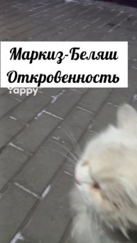 #кошкимышки #кошкиищутдом #кошкисфинкс #кошкидома #кошкиилюди #кошкиэтожизнь #кошкимои #кошкикошки #