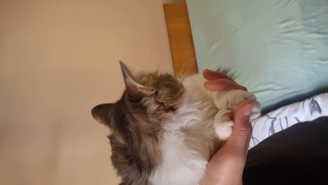 Котенок Лёвушка в добрые руки