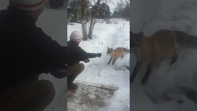 (1;2;3 архив) Лиса приходит в гости. Зима 2019