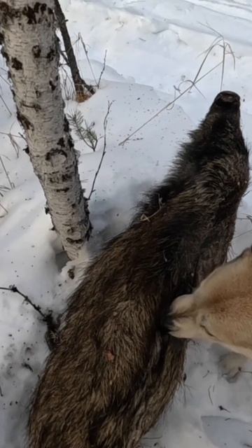 Не все животные переживают суровую сибирскую зиму