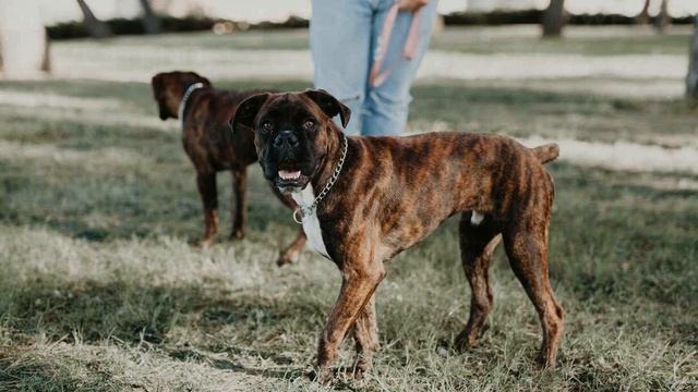 45. A BOXER DOG NAMED DUKE