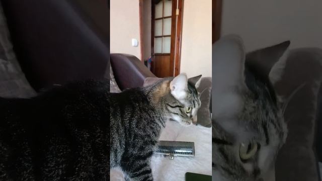 Пробуем гель для вывода шерсти. #cat