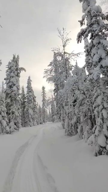 14 Зимняя тайга Сказочная тайга