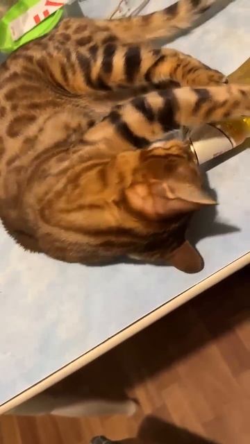 Бенгальская кошка. Леопарда #позитив #cat #любимыйкот