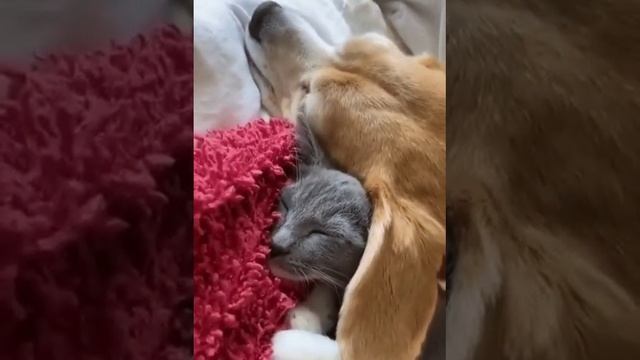 коммент(ха ха ха ха ха ха ха)