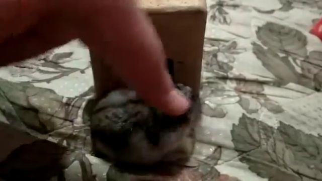 Уборка Дома