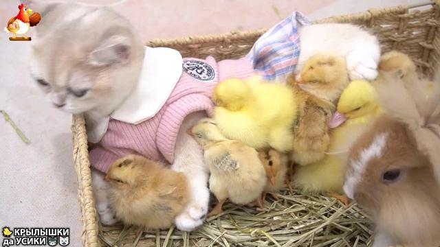 Утята и Цыплята - Кошки и котята (205) Хвостики да Усики ❣️😲🫠