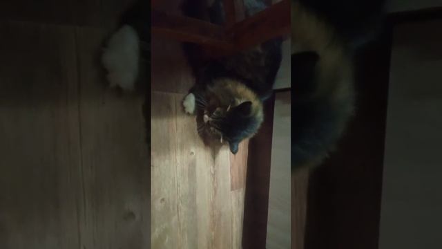 кот его зовут шкуро мяу 2 октября 2021 19:53