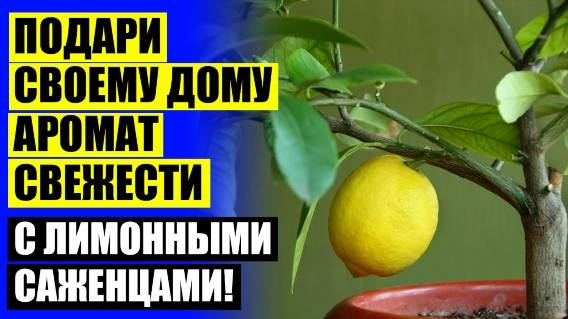 ⚠ КАК РАСТЕТ СЕМЕЧКО ЛИМОНА