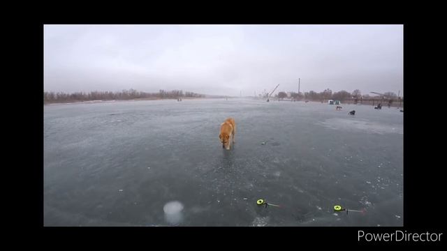 ЛАПТИ РВУТ ЛЕСКУ, ЗИМНЯЯ РЫБАЛКА