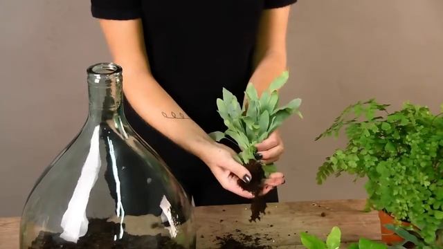 Terrarium Bottle Plant Starter Kit