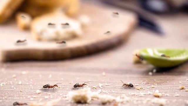 43. ANTS IN THE KITCHEN